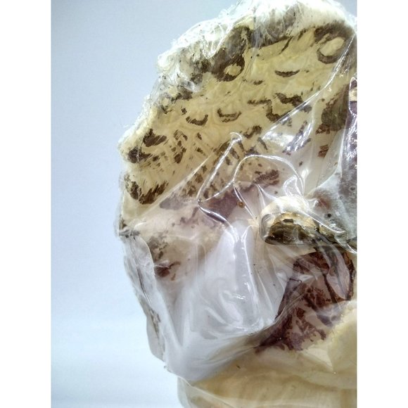 Angel Candle with Instrument 7 Inches Sealed Wax Guardian Home Decor Religious - Picture 12 of 13